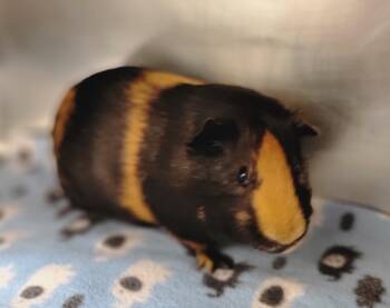 Rescue Guinea Pig Guinea Pigs for Adoption in Sheboygan, Wisconsin - Parsley *bonded With Stitch * | PetCurious